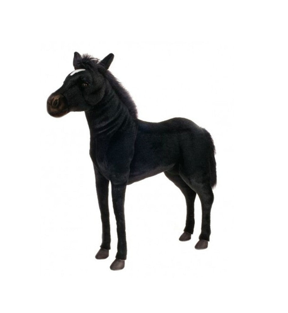 Hansa -Black Beauty