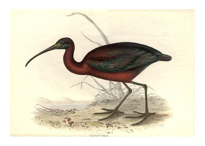 Gould & Ritcher Glossy Ibis