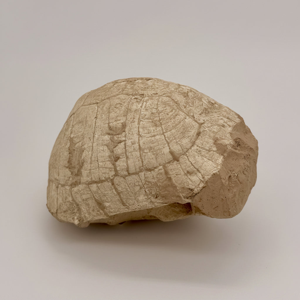 Turtle Fossil