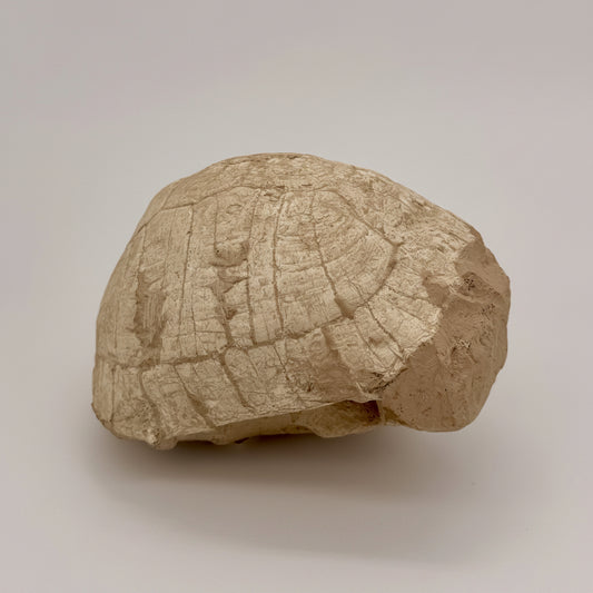 Turtle Fossil